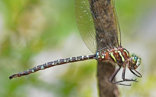 Male
17 Sept 2010  Rabun
